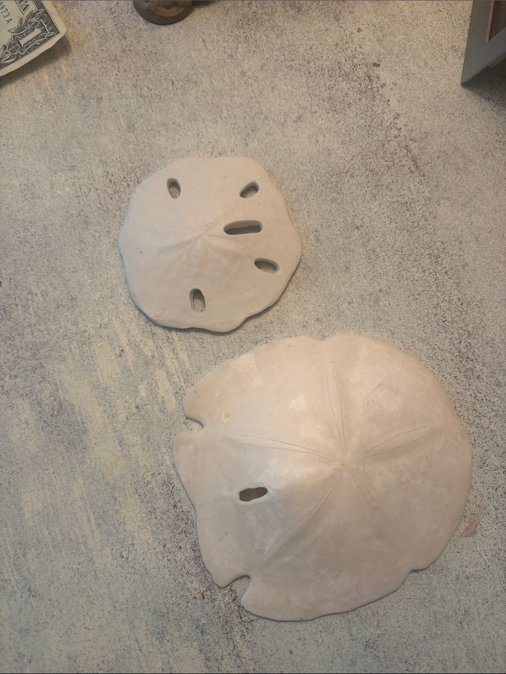 Handmade Ceramic Sand Dollar Wall Decor - White